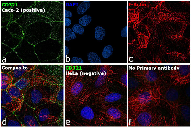 CD321 (F11R) Antibody in Immunocytochemistry (ICC/IF)