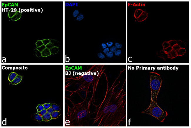 CD326 (EpCAM) Antibody