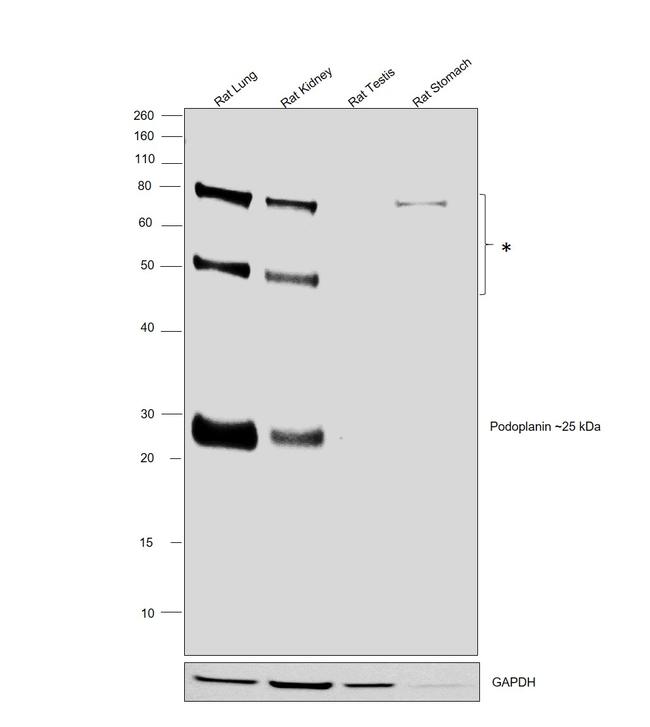 Podoplanin Antibody in Western Blot (WB)