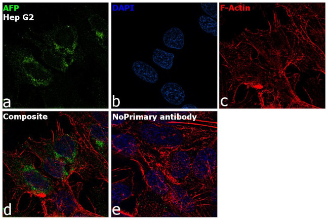 alpha-Fetoprotein Antibody in Immunocytochemistry (ICC/IF)