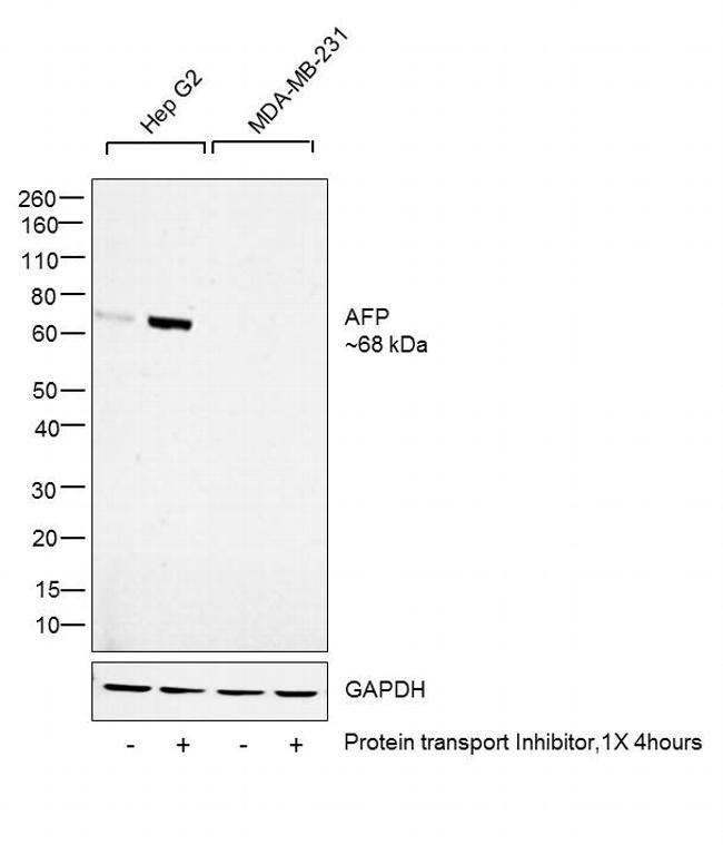 alpha-Fetoprotein Antibody in Western Blot (WB)