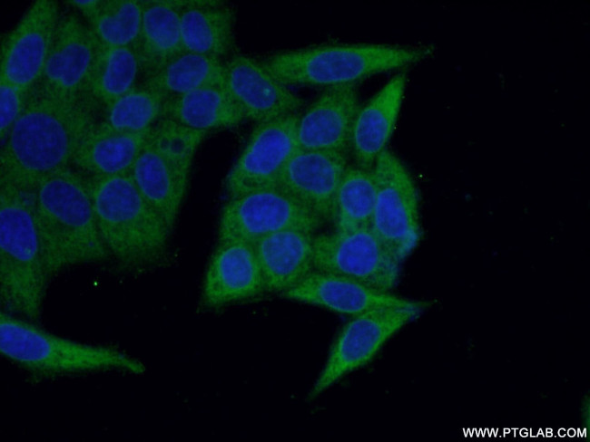 KARS Antibody in Immunocytochemistry (ICC/IF)