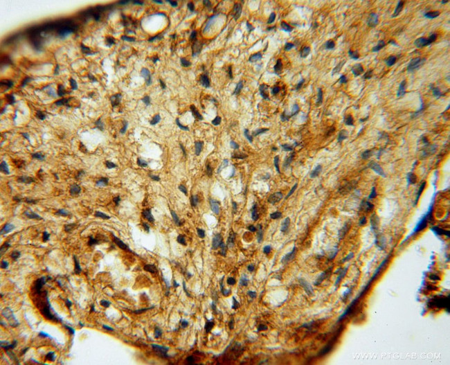 KARS Antibody in Immunohistochemistry (Paraffin) (IHC (P))