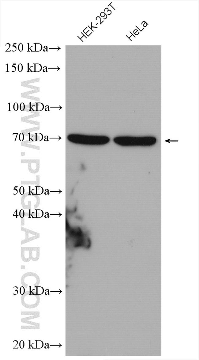 KARS Antibody in Western Blot (WB)