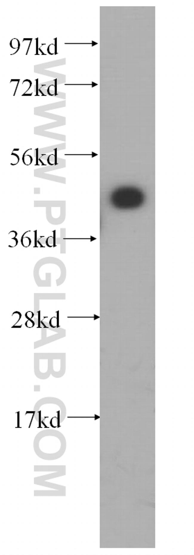 IGBP1 Antibody in Western Blot (WB)