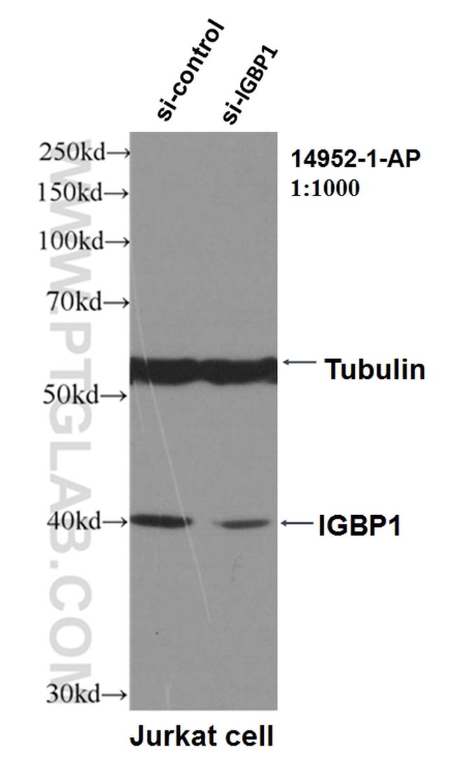 IGBP1 Antibody in Western Blot (WB)