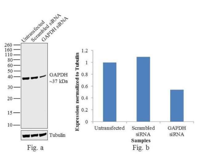 GAPDH Antibody