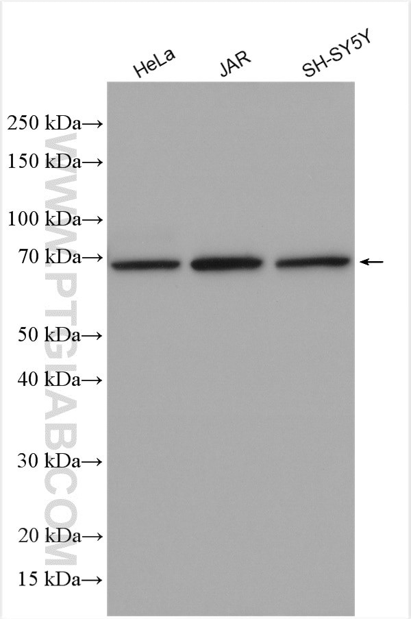 BEGAIN Antibody in Western Blot (WB)