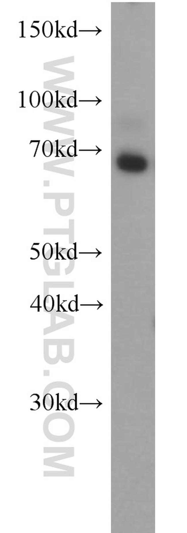 BEGAIN Antibody in Western Blot (WB)