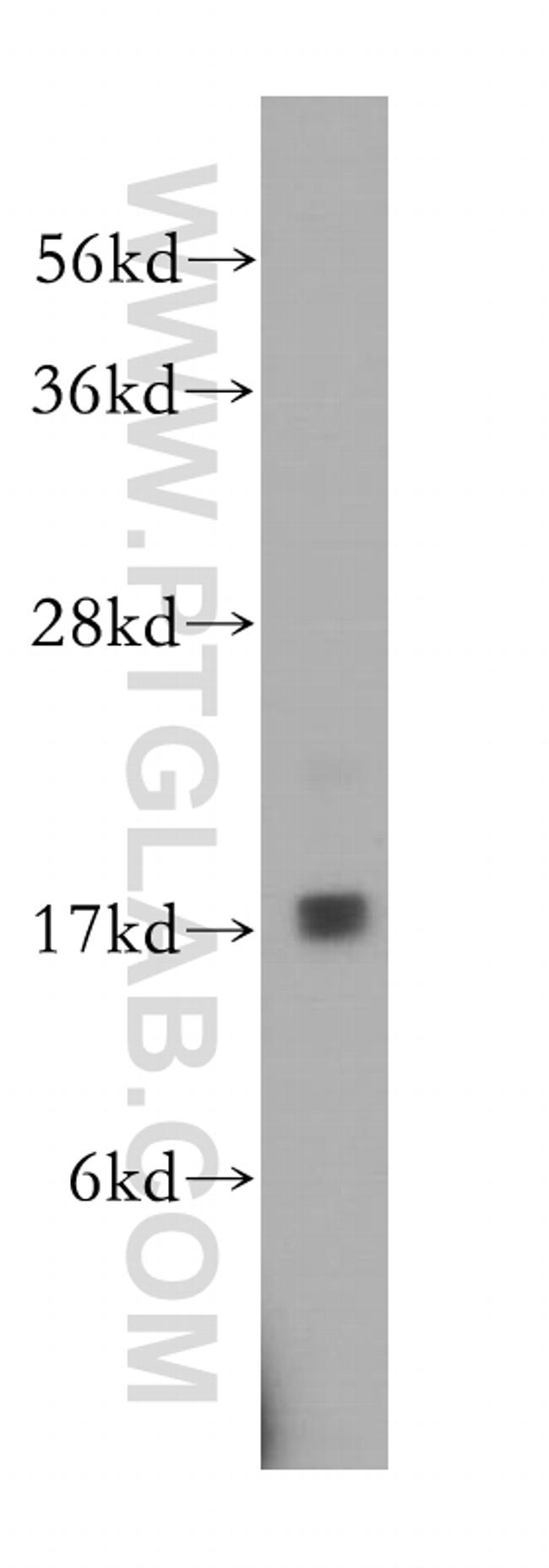 RPS15 Antibody in Western Blot (WB)