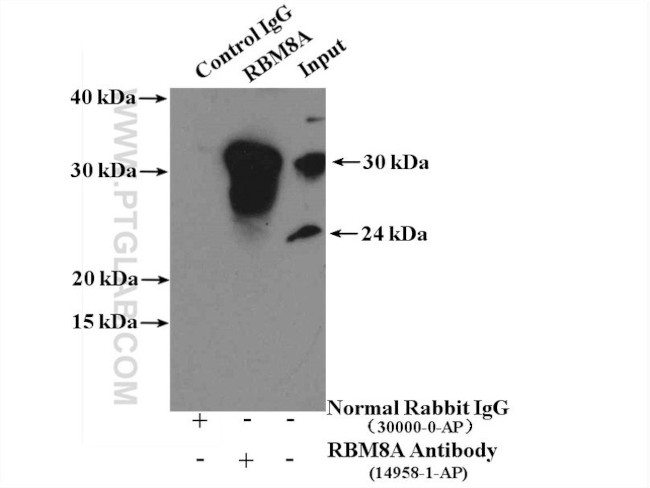 RBM8A/Y14 Antibody in Immunoprecipitation (IP)