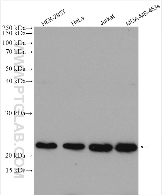 RBM8A/Y14 Antibody in Western Blot (WB)