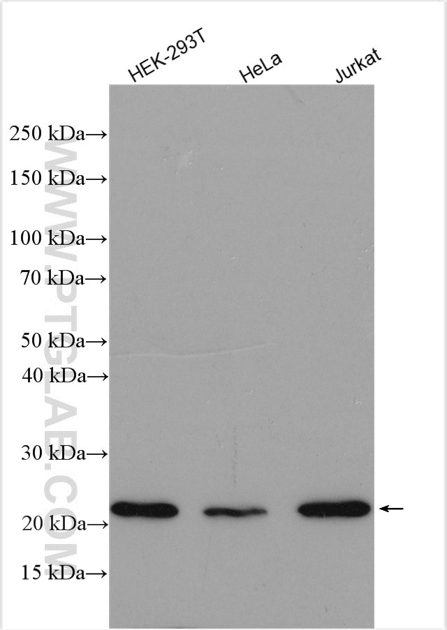 RBM8A/Y14 Antibody in Western Blot (WB)