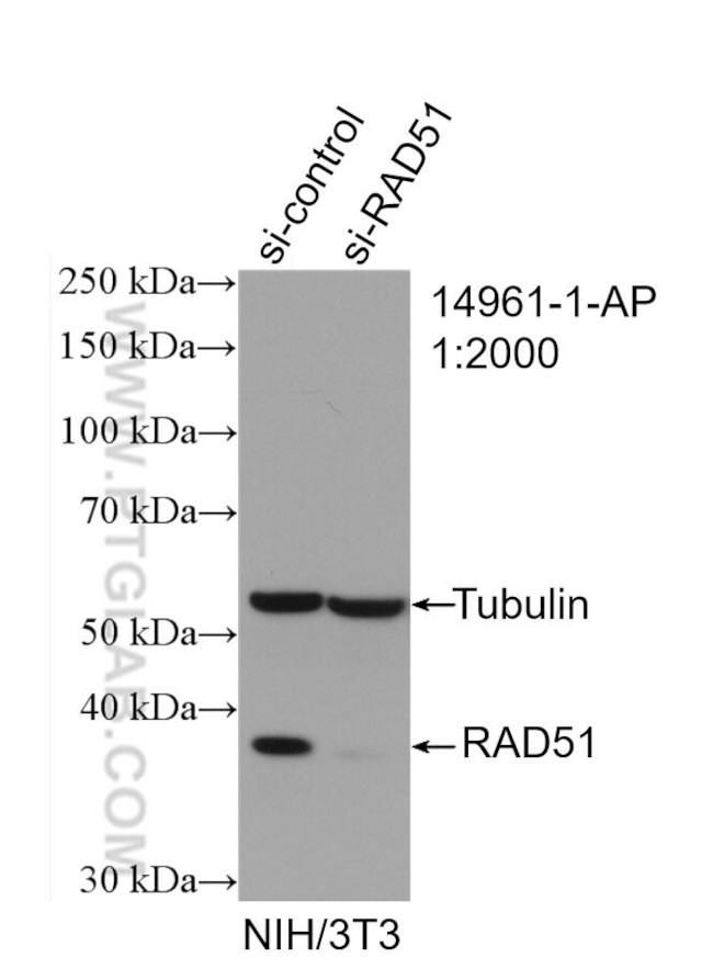 RAD51 Antibody in Western Blot (WB)