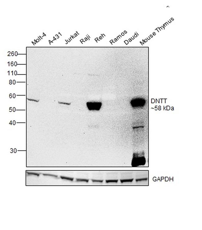 TdT Antibody in Western Blot (WB)