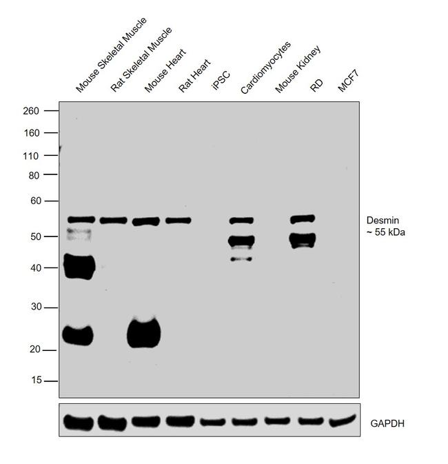 Desmin Antibody in Western Blot (WB)