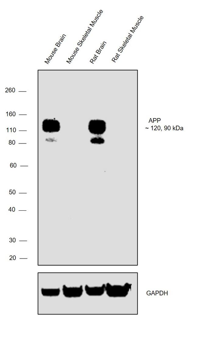 APP (Amyloid Precursor Protein) Antibody in Western Blot (WB)