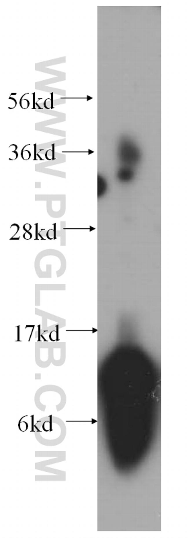 UQCRQ Antibody in Western Blot (WB)