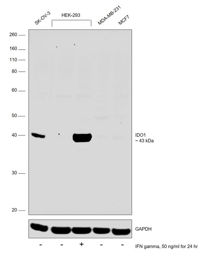 IDO Antibody in Western Blot (WB)