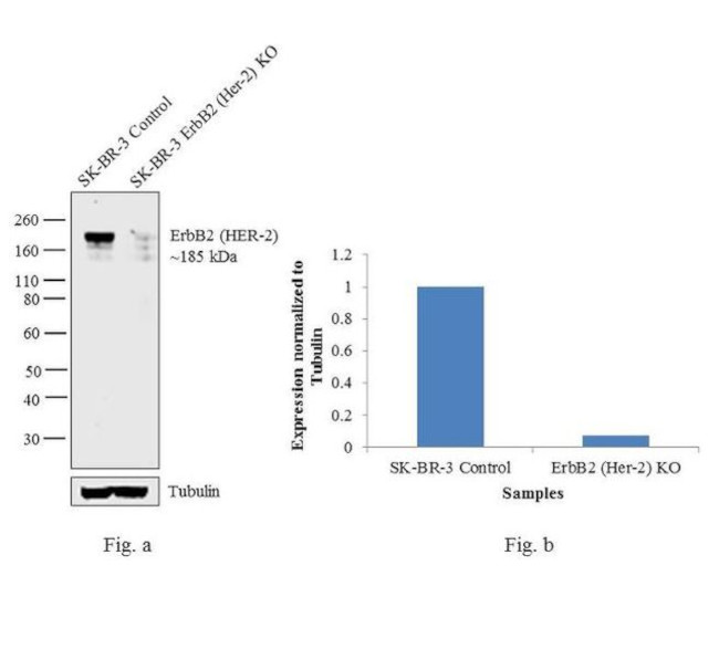 ErbB2 (HER-2) Antibody