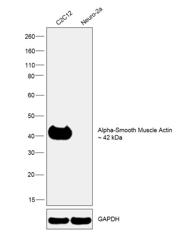 Alpha-Smooth Muscle Actin Antibody