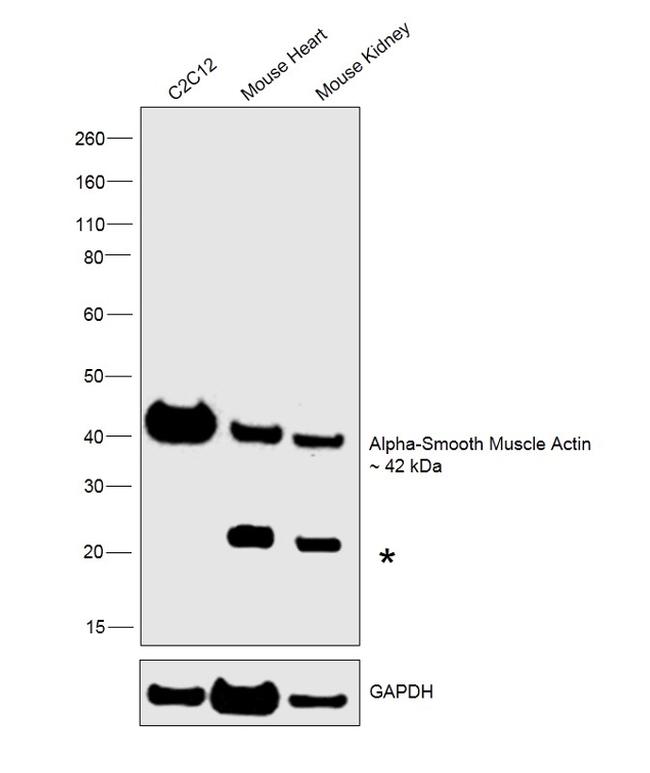 Alpha-Smooth Muscle Actin Antibody in Western Blot (WB)