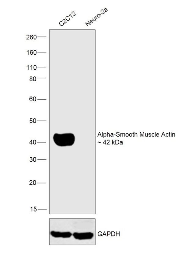 Alpha-Smooth Muscle Actin Antibody