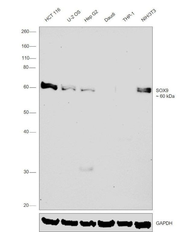 SOX9 Antibody