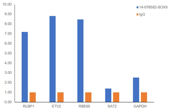 SOX9 Antibody in ChIP Assay (ChIP)