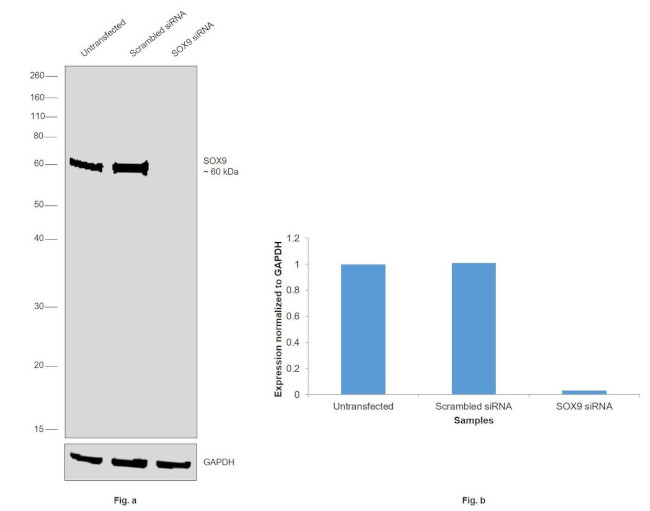 SOX9 Antibody