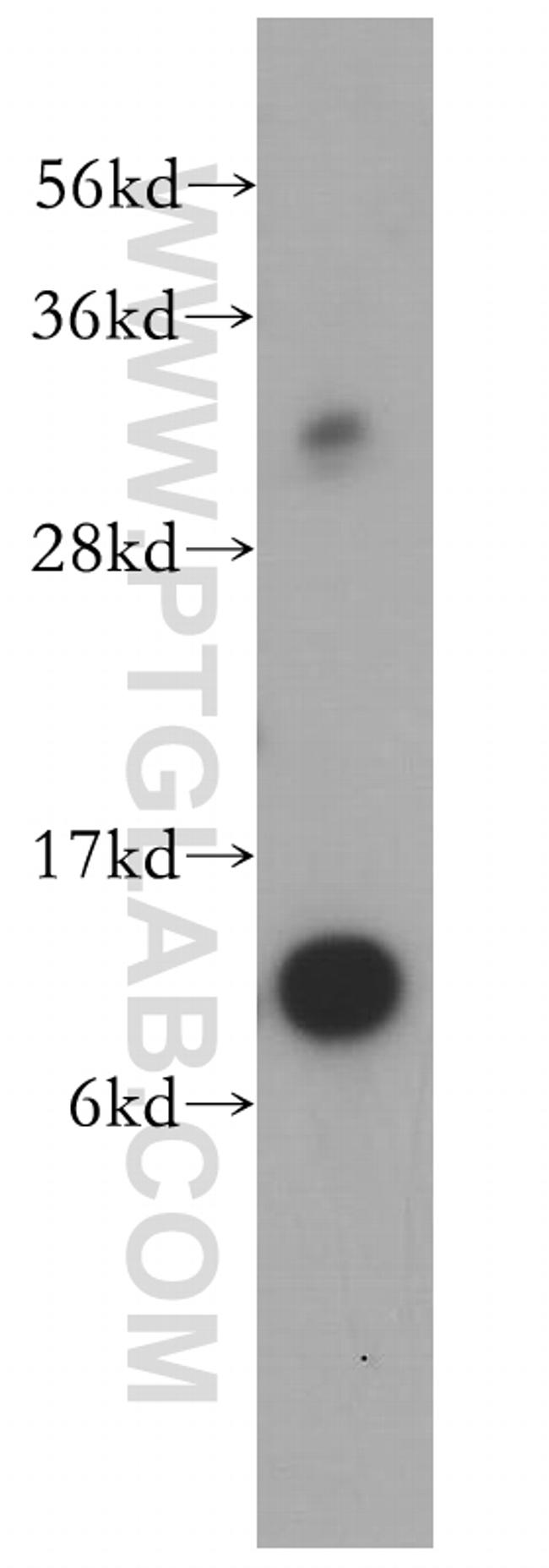 SNRPF Antibody in Western Blot (WB)