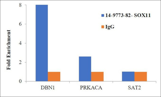 SOX11 Antibody in ChIP Assay (ChIP)