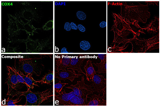 COX4 Antibody in Immunocytochemistry (ICC/IF)