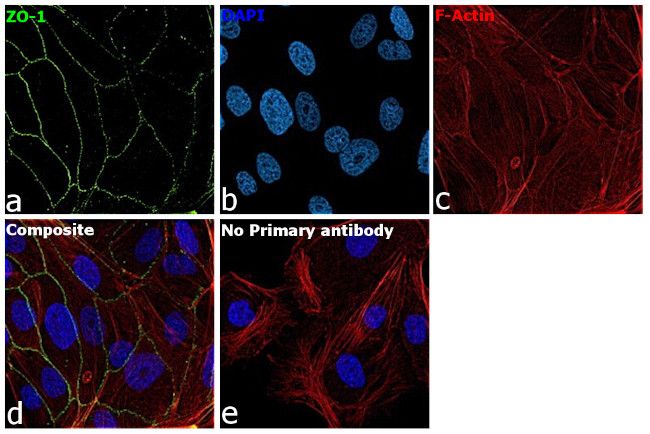 ZO-1 Antibody in Immunocytochemistry (ICC/IF)