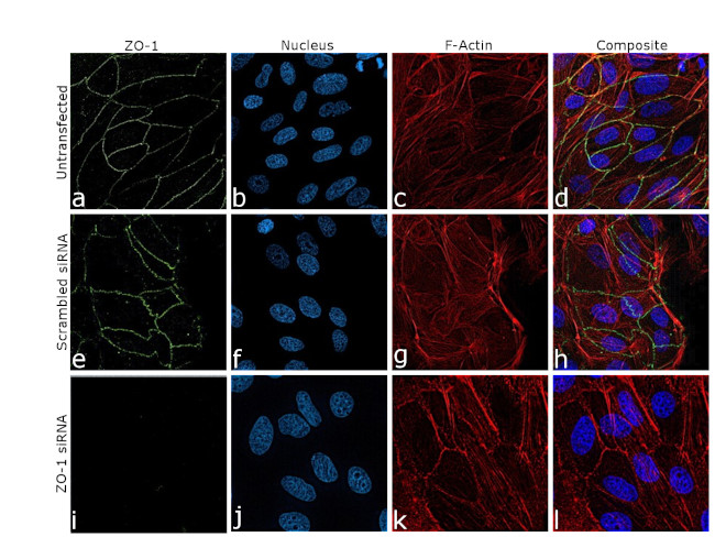 ZO-1 Antibody in Immunocytochemistry (ICC/IF)