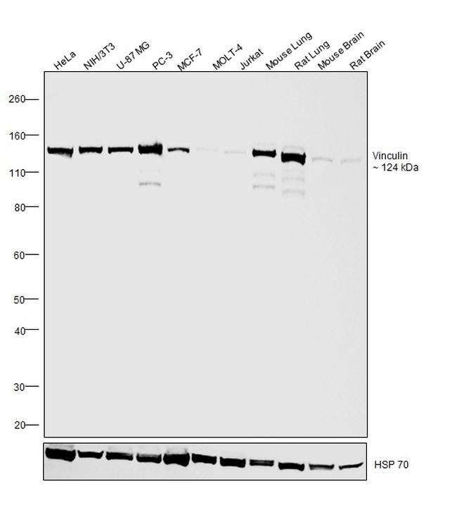 Vinculin Antibody in Western Blot (WB)