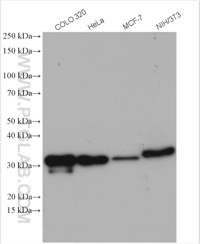 Galectin-3 Antibody in Western Blot (WB)