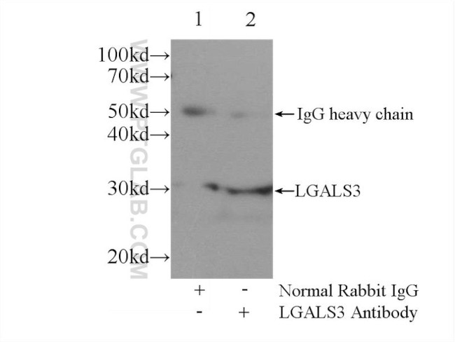 Galectin-3 Antibody in Immunoprecipitation (IP)