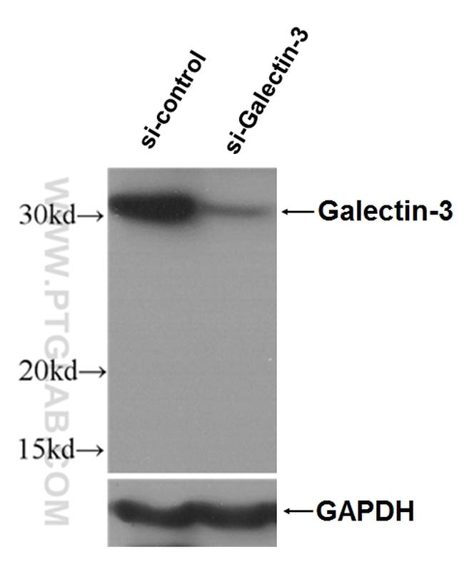 Galectin-3 Antibody in Western Blot (WB)