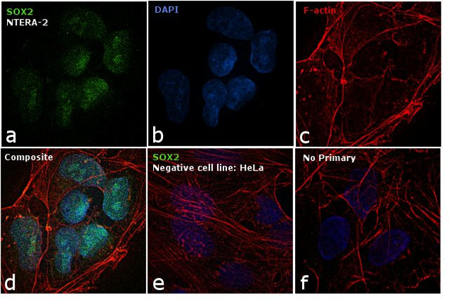 SOX2 Antibody