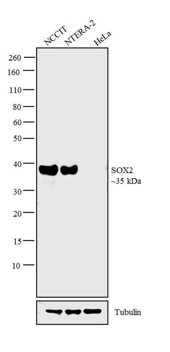 SOX2 Antibody in Western Blot (WB)