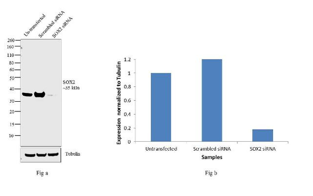 SOX2 Antibody