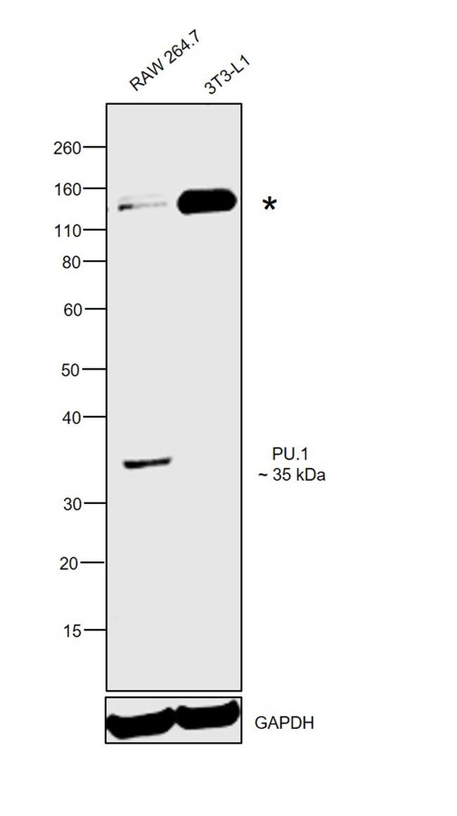 PU.1 Antibody in Western Blot (WB)