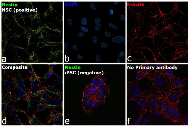 Nestin Antibody