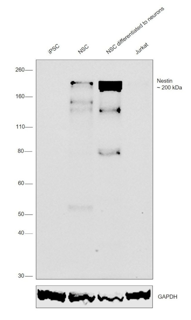 Nestin Antibody