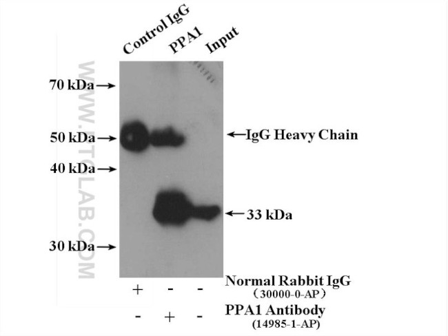 PPA1 Antibody in Immunoprecipitation (IP)