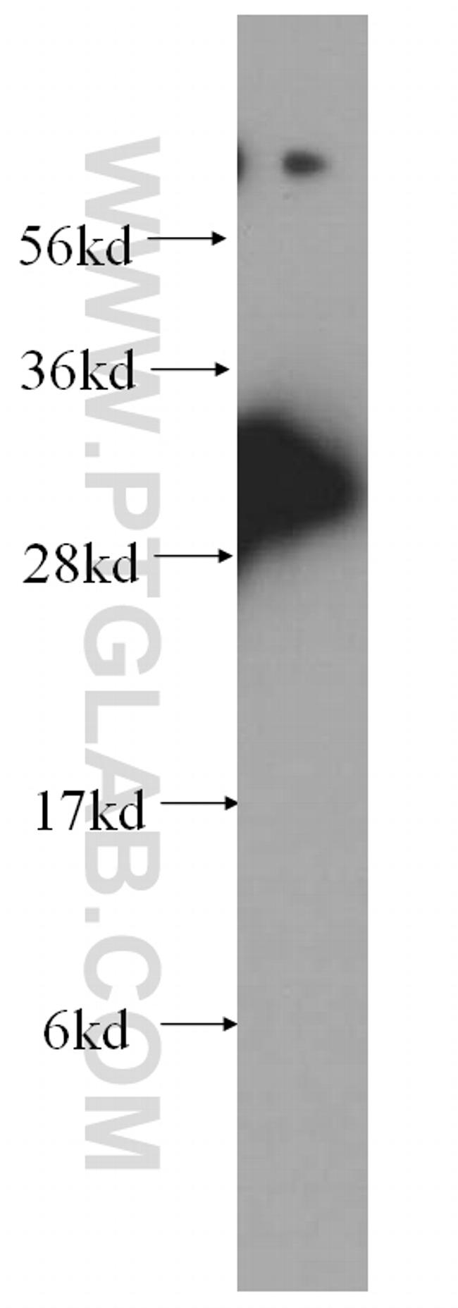 PPA1 Antibody in Western Blot (WB)