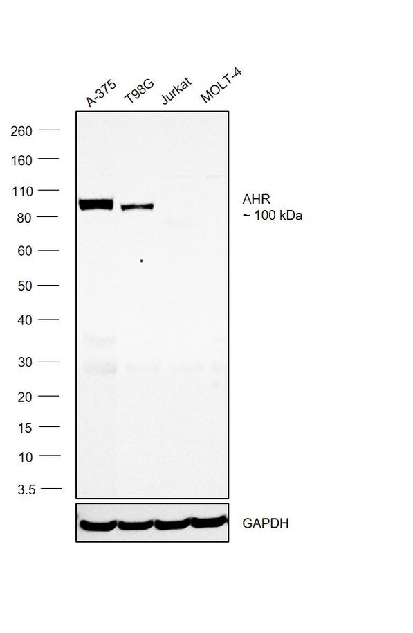 AHR Antibody