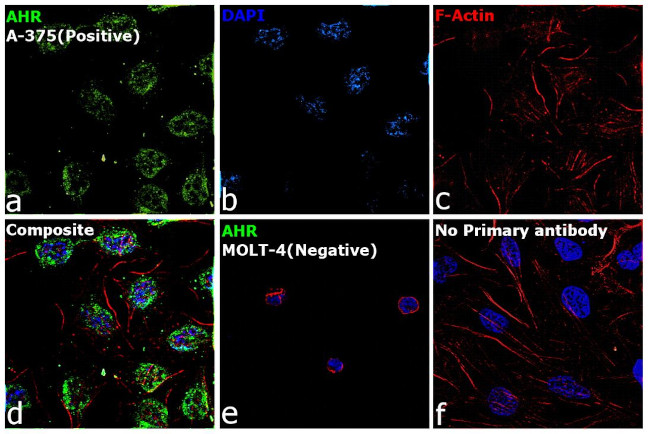 AHR Antibody in Immunocytochemistry (ICC/IF)