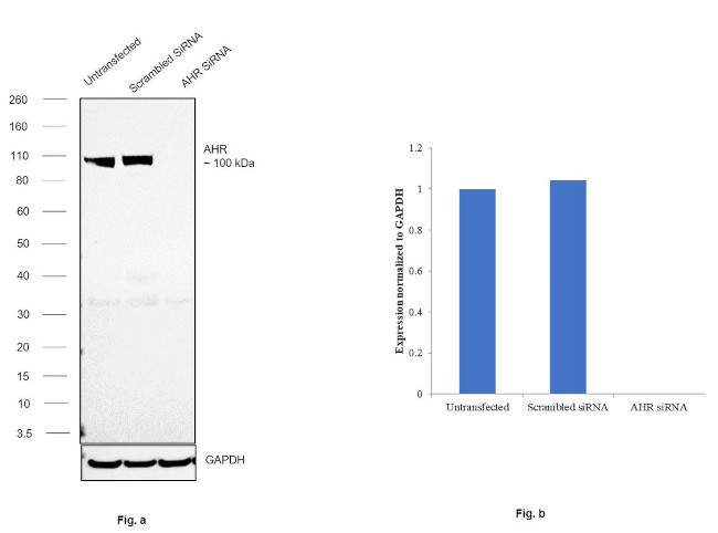 AHR Antibody